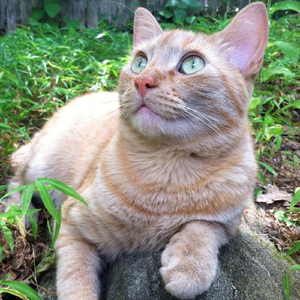 October (Remastered)