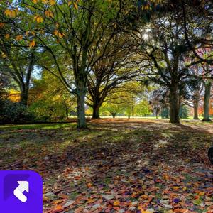 寂寞夜星光下的隐痛 (现场)