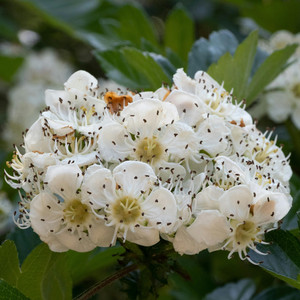 この道 - 高音質ハーモニカ＆ピアノ