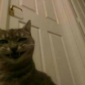 下一站茶山刘（Cover 房东的猫）