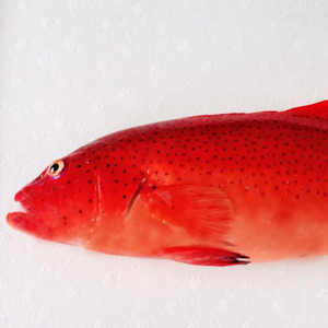 20220403164148音频提取