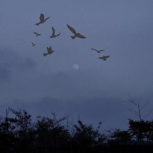 孤鸟的歌（翻自 马頔）