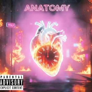 ANATOMY