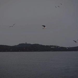 送你一朵小红花（翻自 赵英俊）