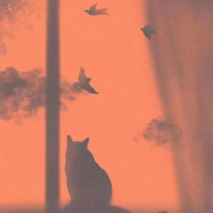 夏季的午后有猫和你