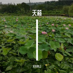 北方的后海没有海