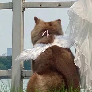 开始懂了（伤感热搜版）