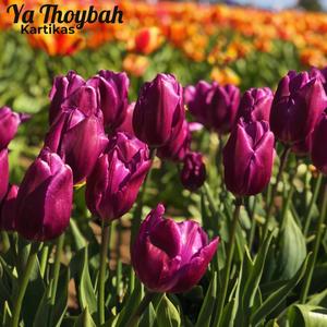 Ya Thoybah
