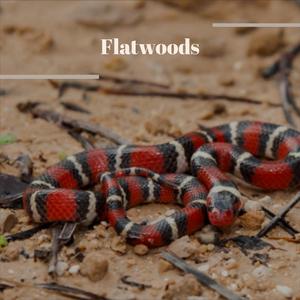 Flatwoods
