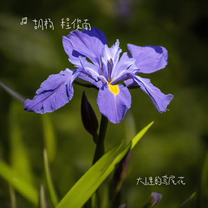 大山里的鸢尾花