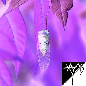 Cicada