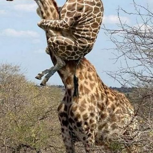 Magic Stick (slowed)