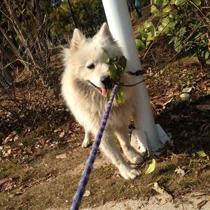 买辣椒不用券-起风了.（黄黄TACE remix）