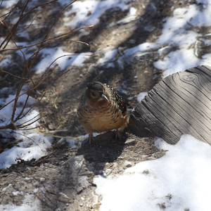 遥远的你（特别版）