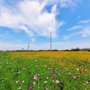盛夏的果实 covered by 莫文蔚