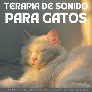 Ronroneo En La Niebla Del Bosque