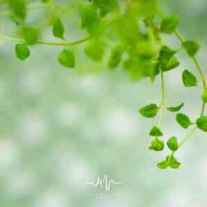 酒亦无眠 (优美古琴曲)