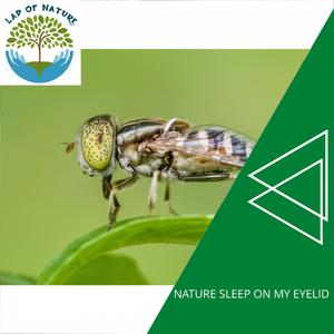 Calming Atmosphere of Dawn