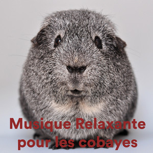 DNA Help for Dogs and Pets