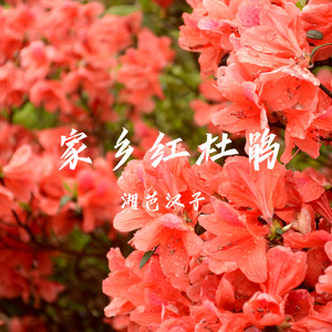 家乡红杜鹃