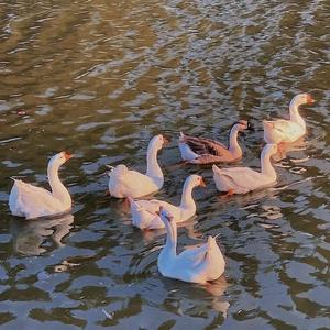 祝我幸福(原唱: 杨乃文)