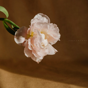 사랑이 시작되는 계절