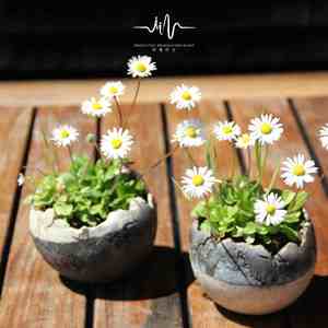 夏漠秋雨 (古筝)