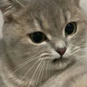 沈园外（片段）