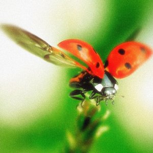 ladybug