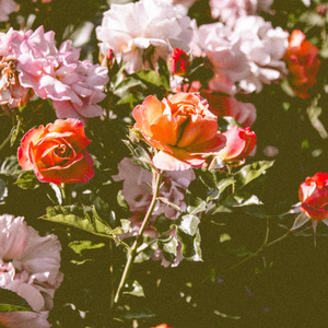 Consciousness (Instrumental)