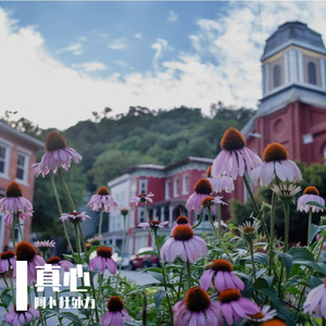 怕真心说得太满