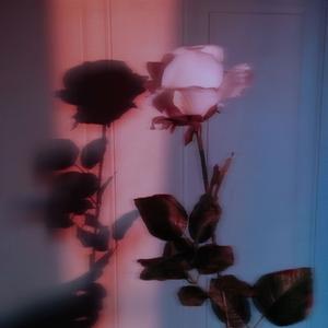 舒伯特玫瑰（微醺版）