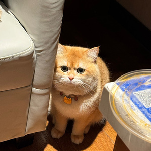 《断须小猫》