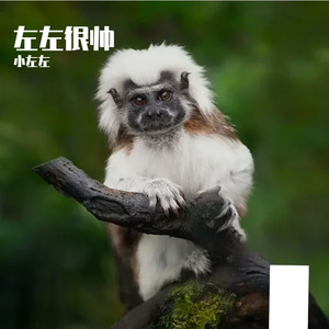 左左爱脸蛋