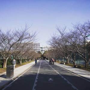 上海的樱花街Cherry blossom street in Shanghai
