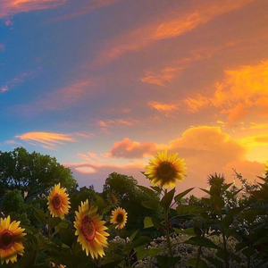 花下月(Prod by DA)