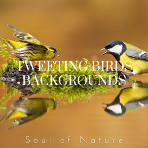 Singing Birds Ambience