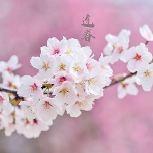 一曲相思 (箜篌)