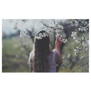 Cherry Blossom