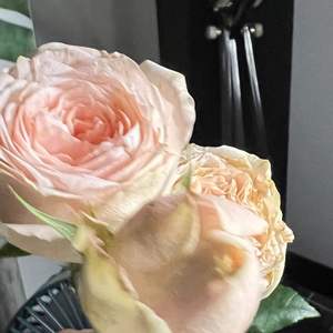 总有一天我会欺骗你