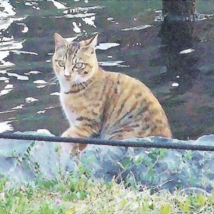 バターナイフ feat. CUL