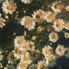 你不用管我 (DJ版)