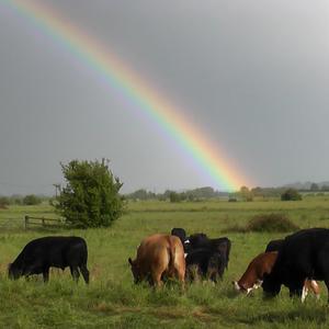 Grazing