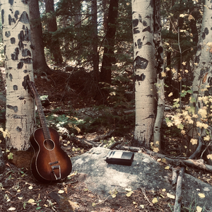 Crow Through Aspen Gatherings
