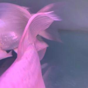 晚安白羊❥（Prod.Dope-B）