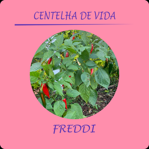 Centelha de Vida