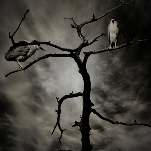 凳子 乌鸦 叶子