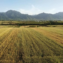 女人的花期,世界的美丽