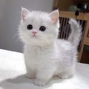 dark horse ( slowed + reverb )