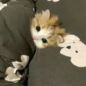 永远的单曲循环（纯音乐）